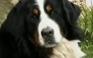 Keira our Bernese Mountain Dog who has passed over