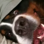 Lucy, my Bernese Mountain Dog who has passed over