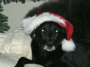 Max the black dog in a Santa hat