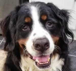 Dylan the Bernese Mountain Dog