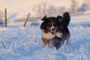 Teddy, the Bernese Mountain Dog, running through a snowy field