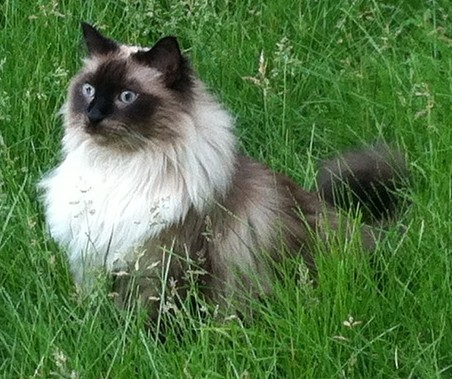 Beautiful Long Haired Cat