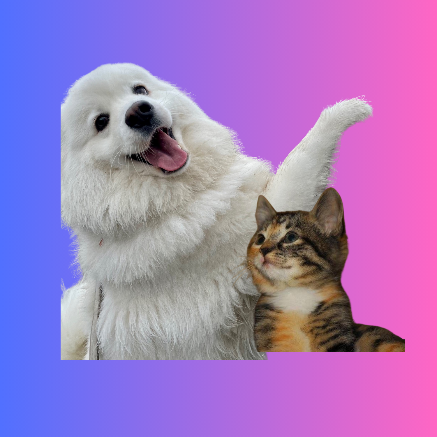 Cat and dog