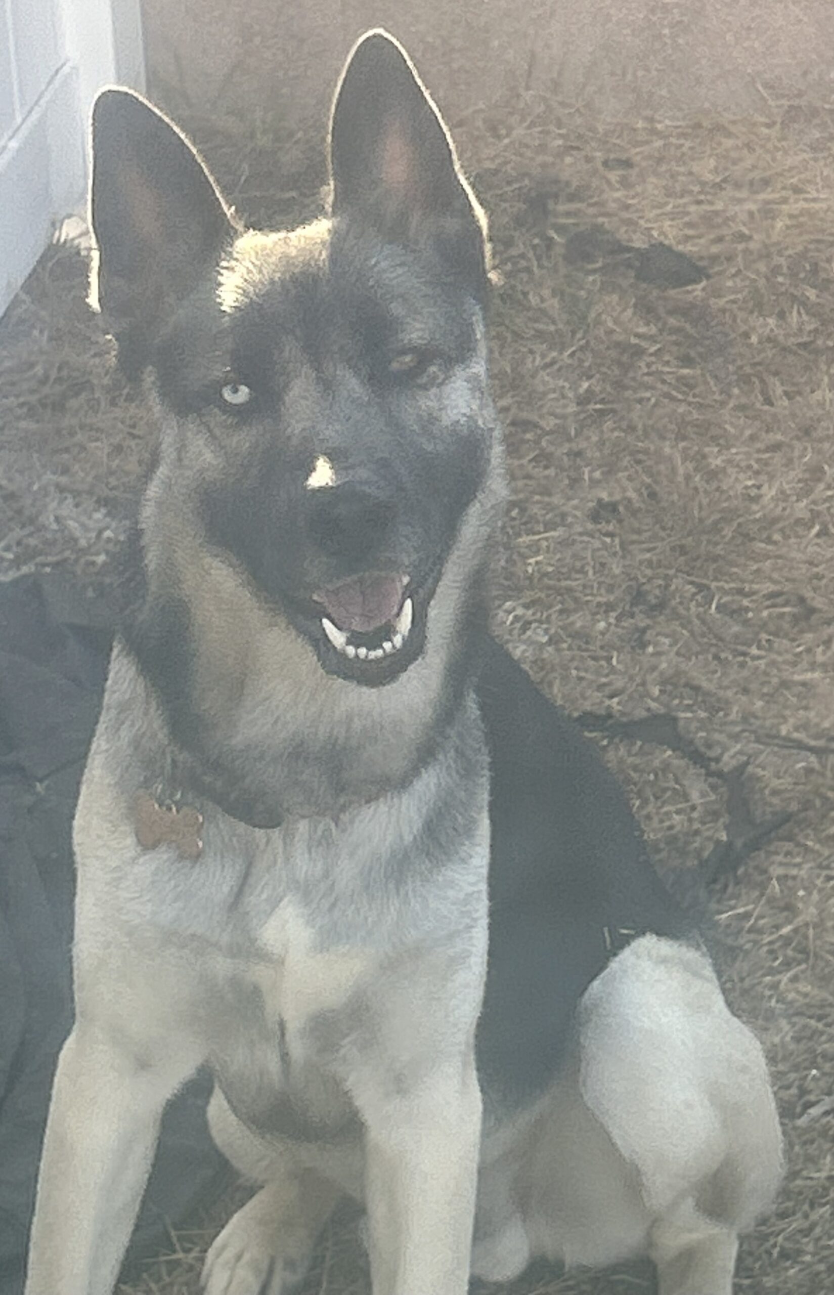 Dog with one blue and one brown eye