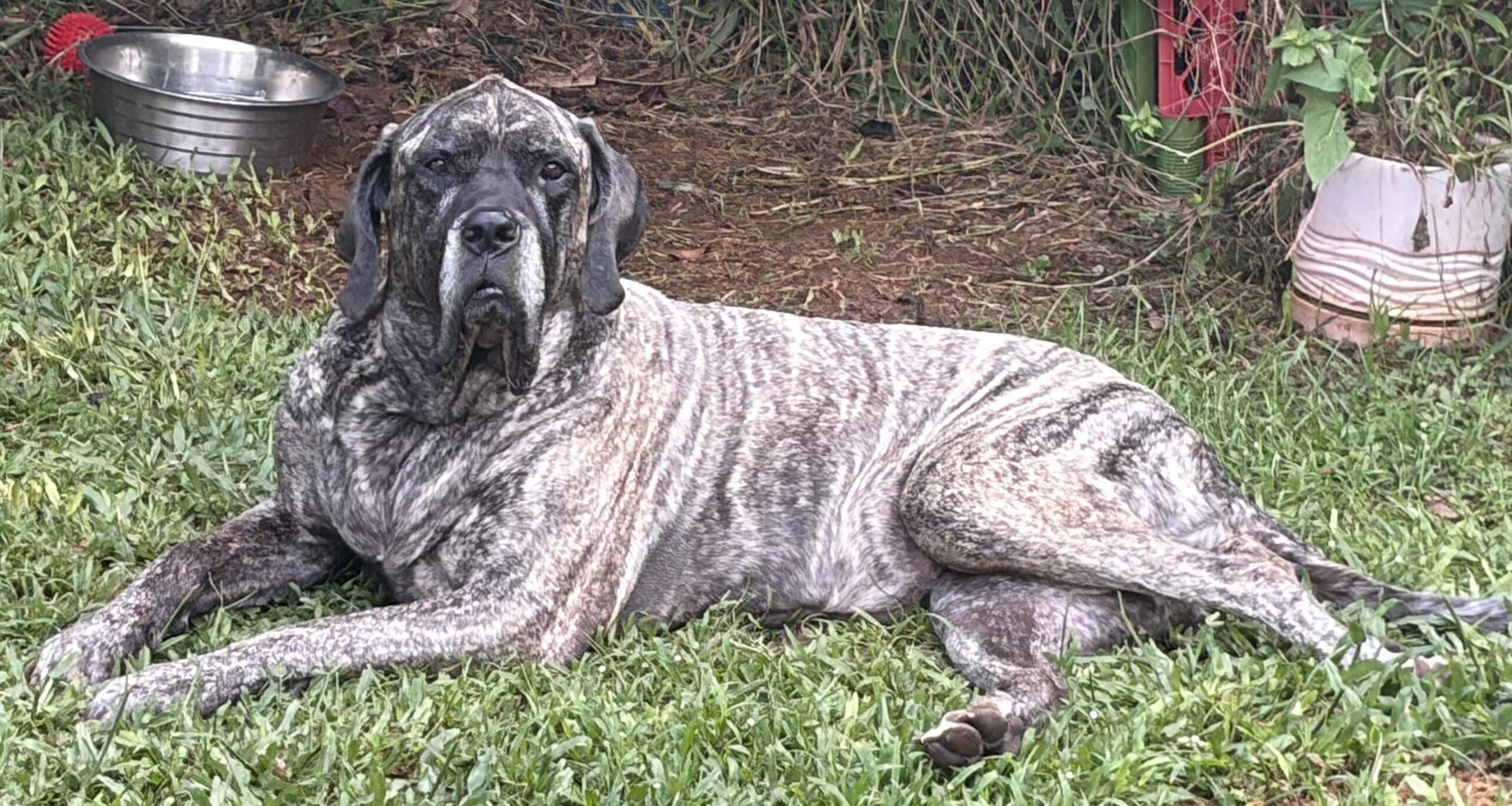 Mastiff dog lying down