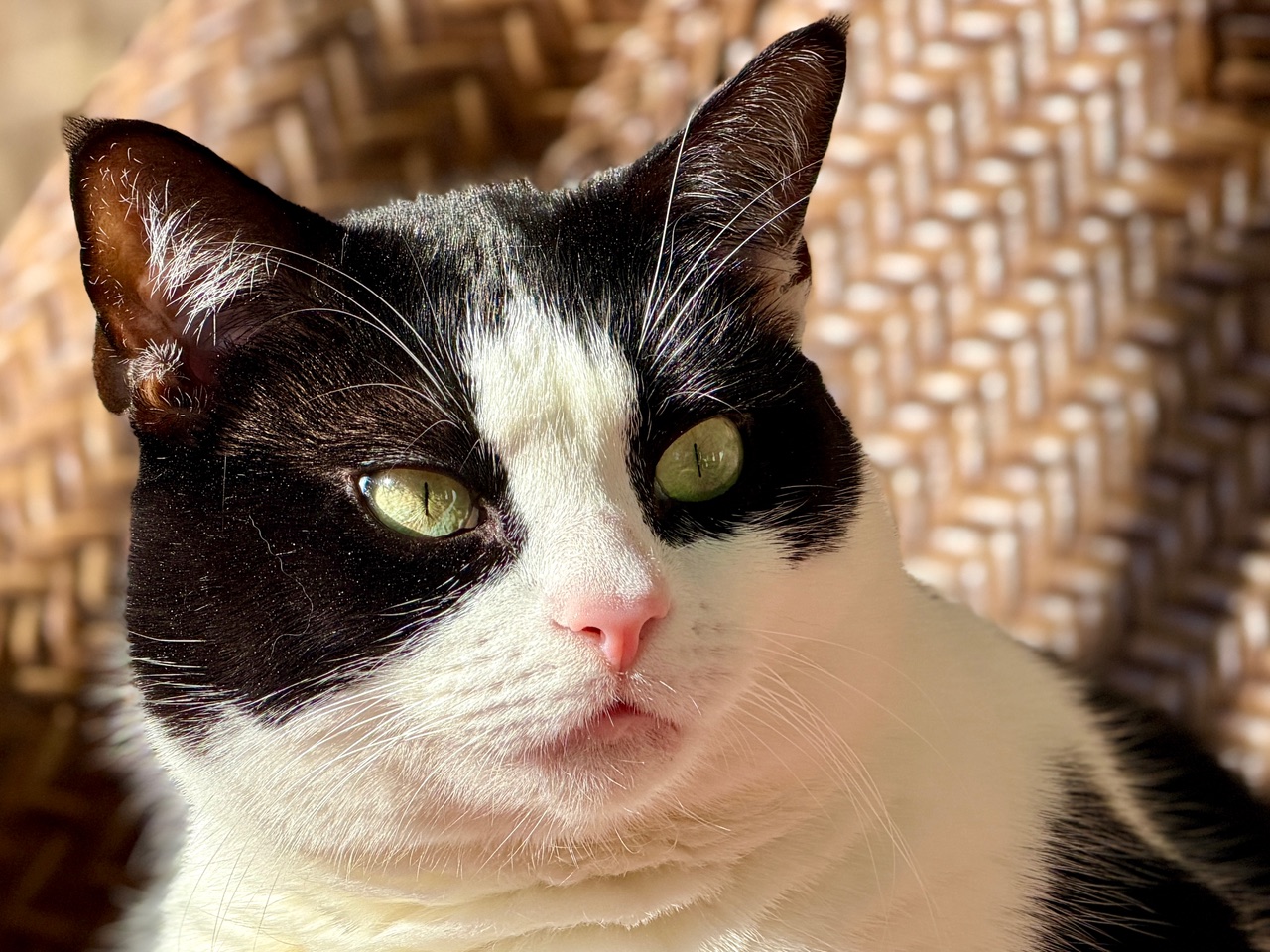 Anne Jablonski – Frankie – 08-01-26