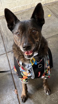 Gina Rozells – Charlee – 15-01-26 Dog sitting