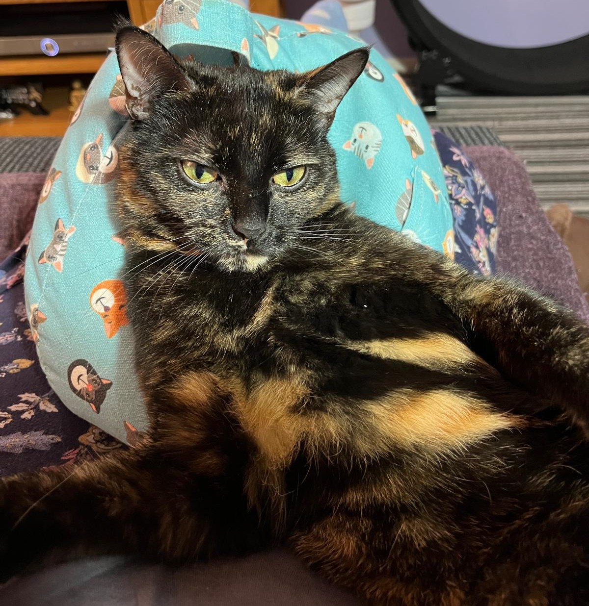 Jacquiline & Jess Raynor – Lexi – 13-05-25 Calico Cat laying back on a cushion