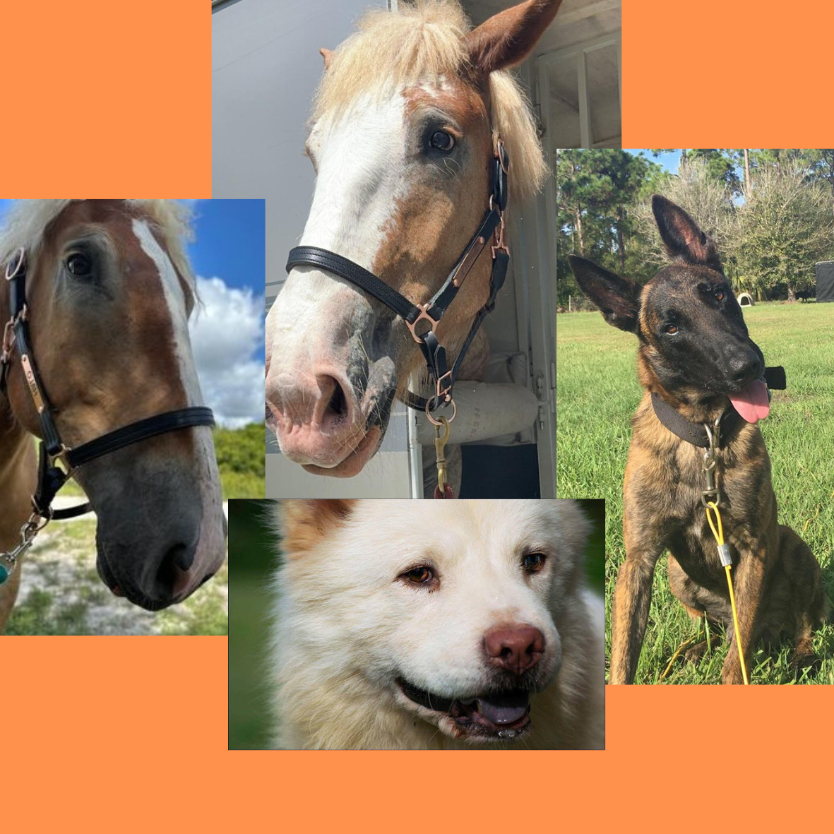 Lyric Horses and Dogs