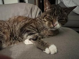 Susi – Simba Cat lying down