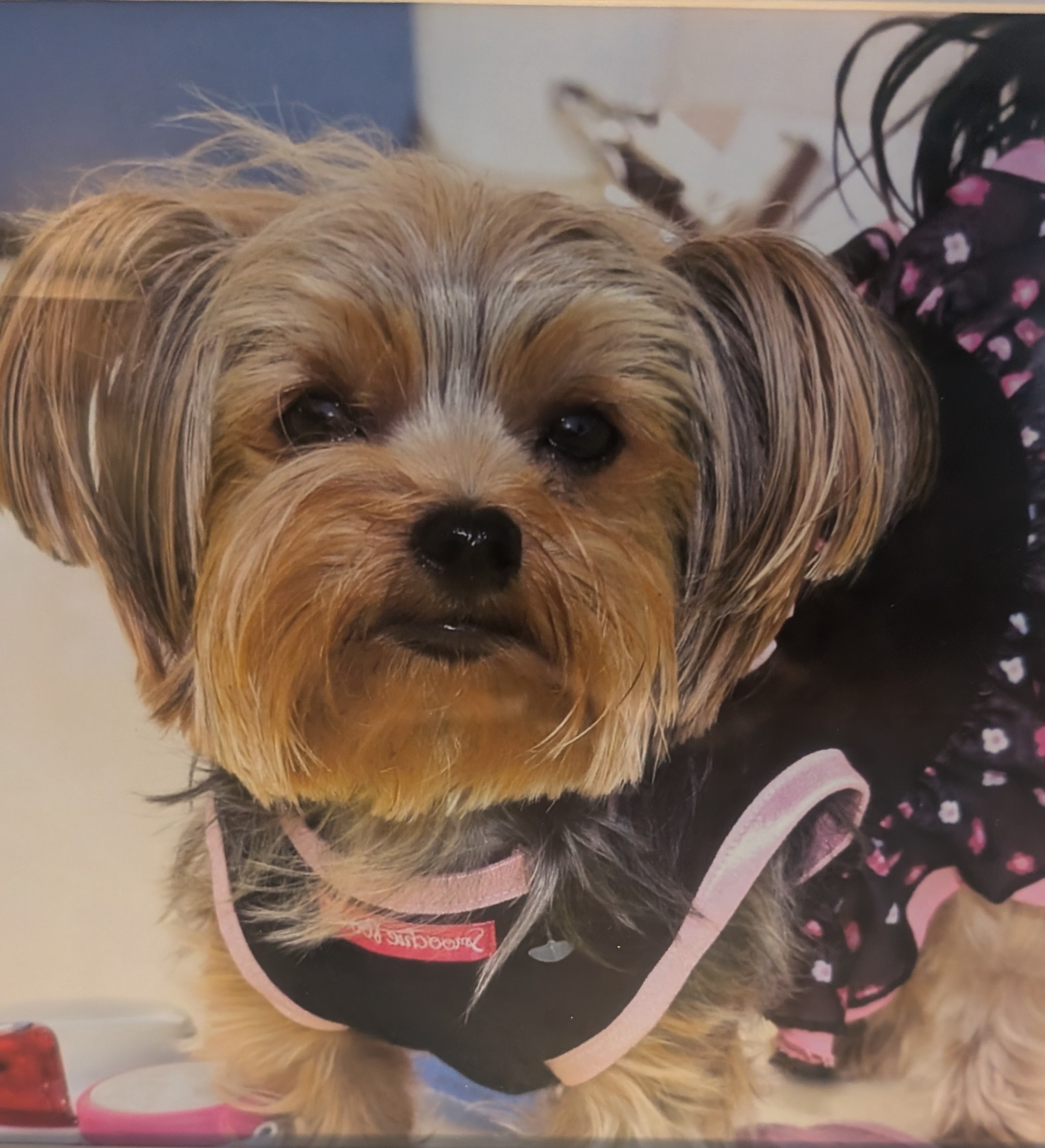 Small dog in a black and pink suit