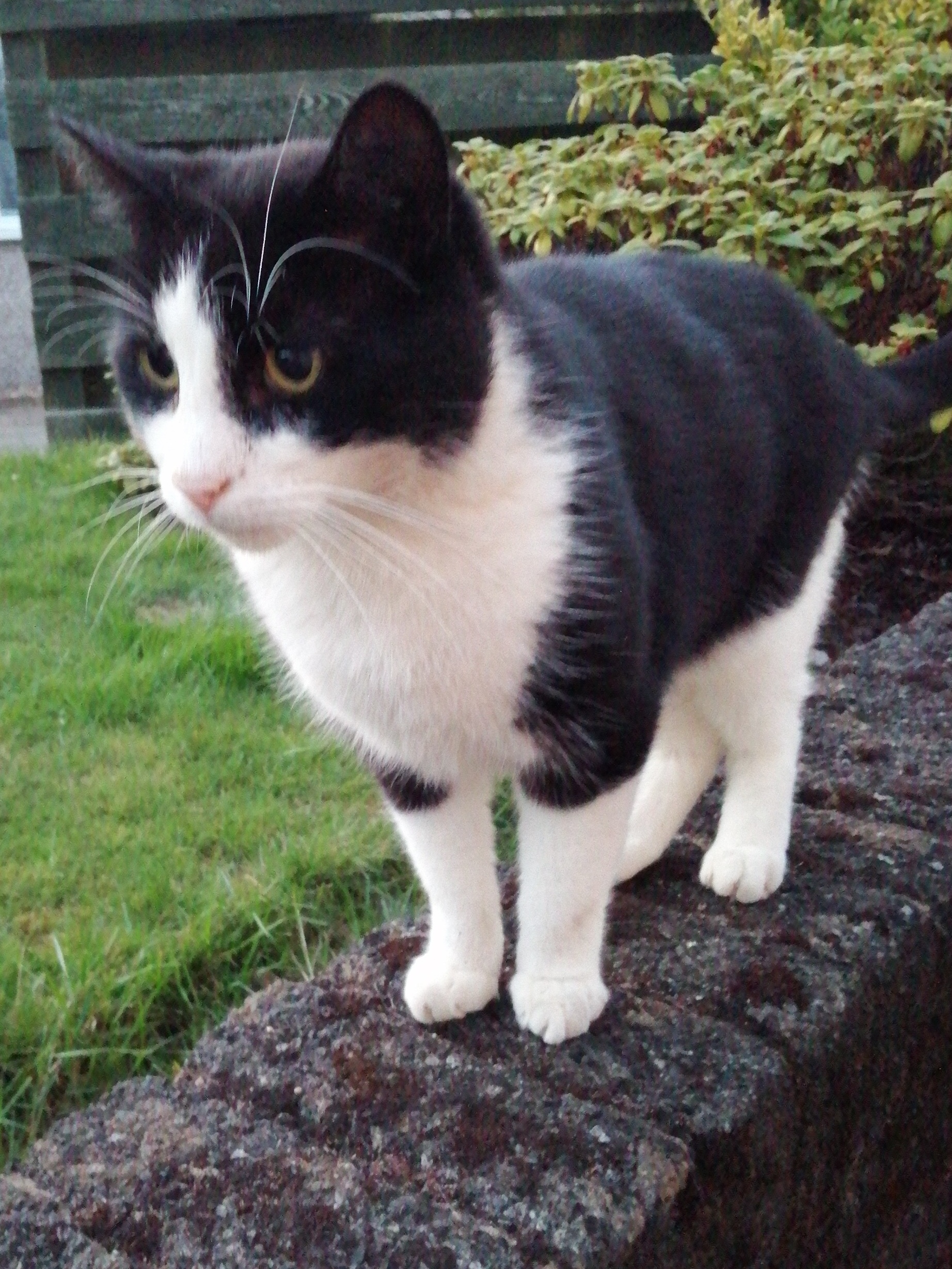 Black and white cat