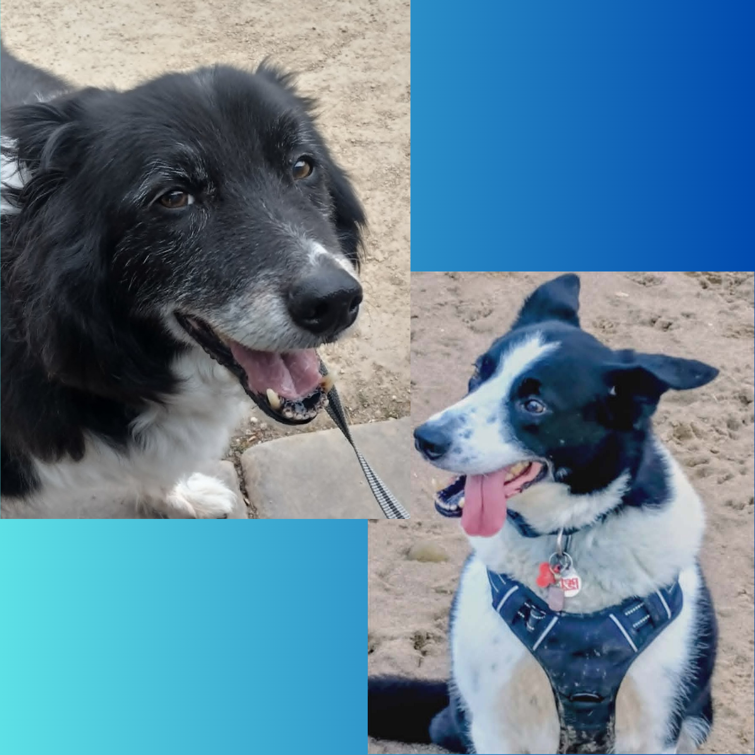 Two dogs